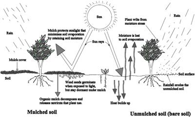 Enhancing crop yield and conserving soil moisture through mulching practices in dryland agriculture